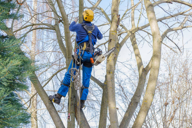 Best Arborist Consultation Services  in Fort Washakie, WY