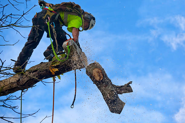 Trusted Fort Washakie, WY Tree Services Experts